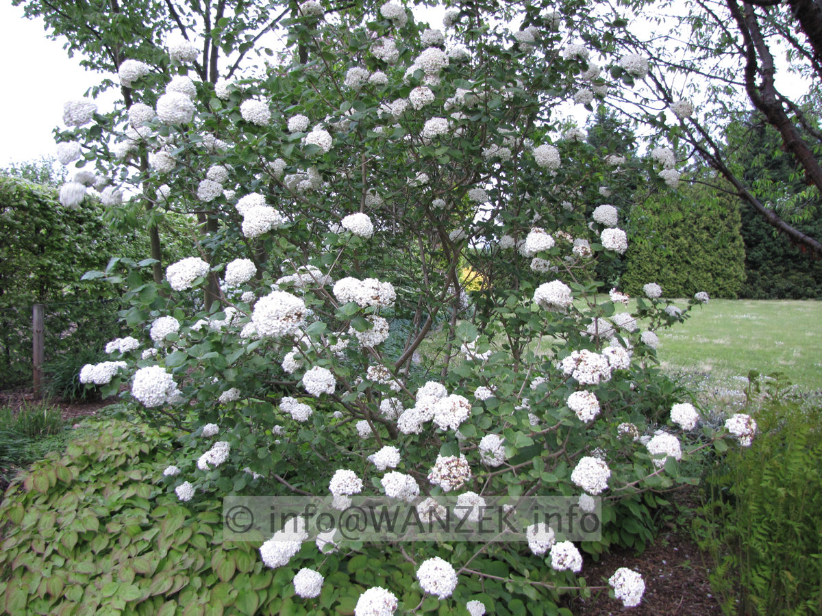 Viburnum carlcephalum 01a.JPG